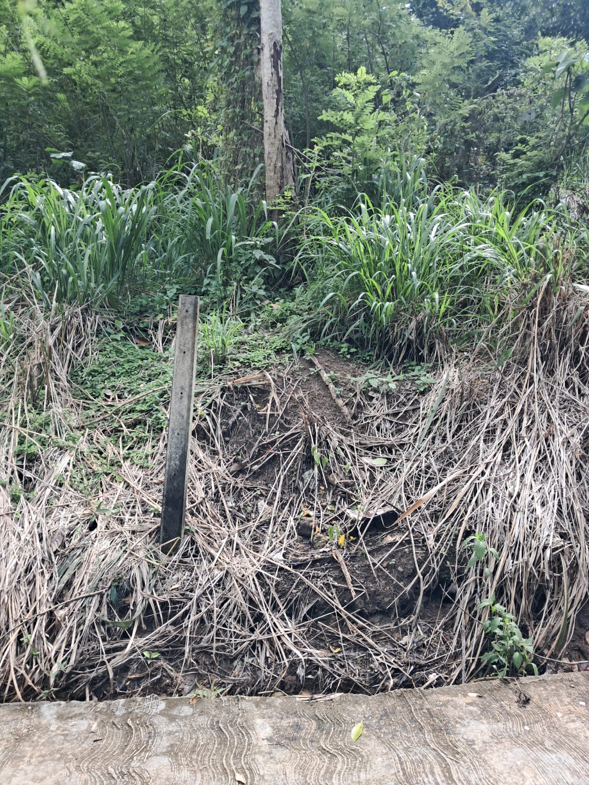 බලන්ගොඩ ඇල්ලේපොල පර්චස් 50 ක ඉඩමක් විකිණීමට