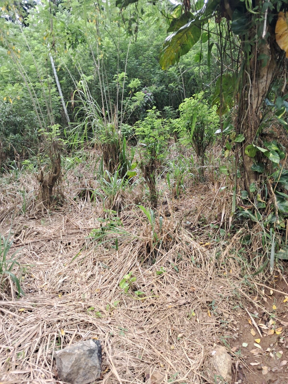 බලන්ගොඩ ඇල්ලේපොල පර්චස් 50 ක ඉඩමක් විකිණීමට