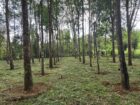 Rubber Land For Sale – Thummodara