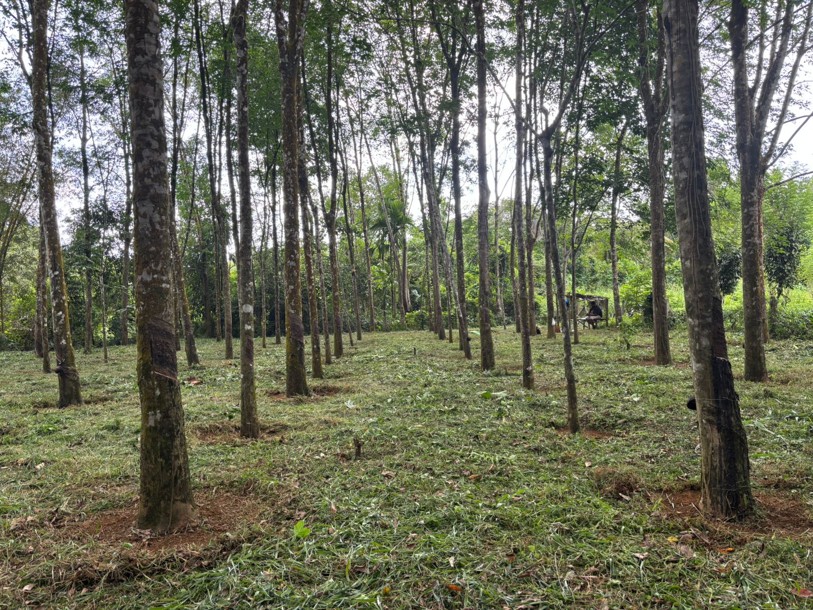 Rubber Land For Sale – Thummodara