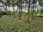 Rubber Land For Sale – Thummodara