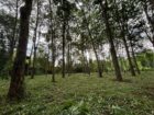 Rubber Land For Sale – Thummodara
