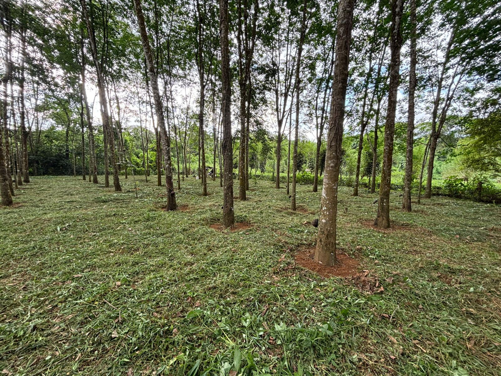 Rubber Land For Sale – Thummodara
