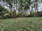 Rubber Land For Sale – Thummodara