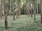 Rubber Land For Sale – Thummodara