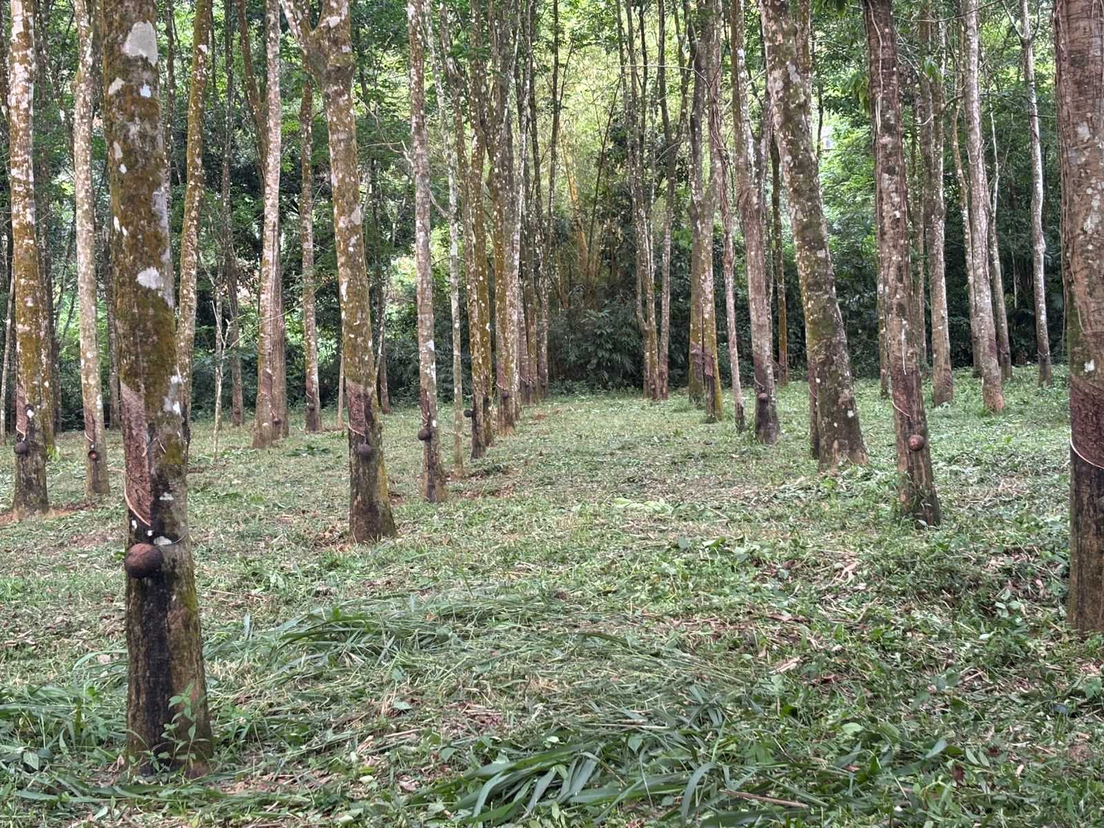 Rubber Land For Sale – Thummodara