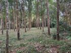 Rubber Land For Sale – Thummodara