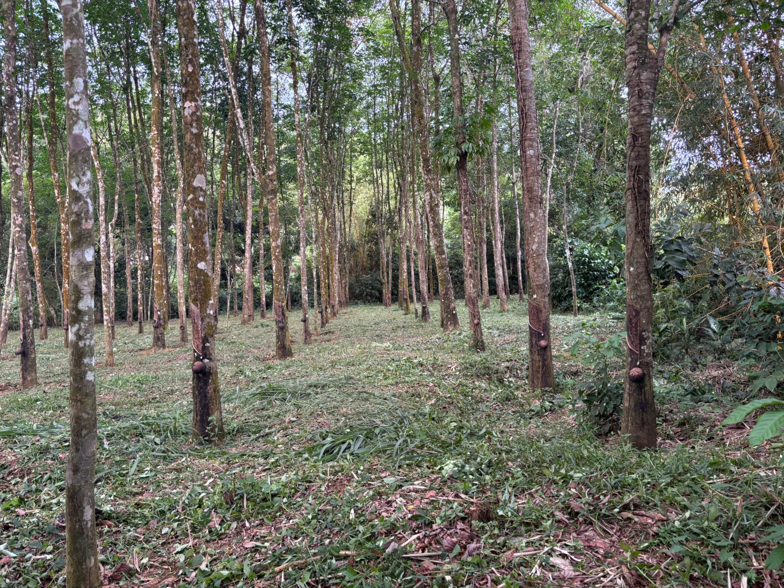 Rubber Land For Sale – Thummodara