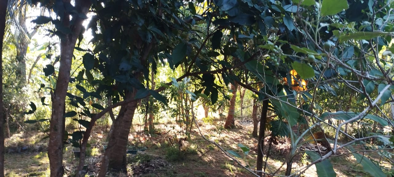 නිවසක් සමඟ ඉඩමක් ත්‍රිකුණාමලය