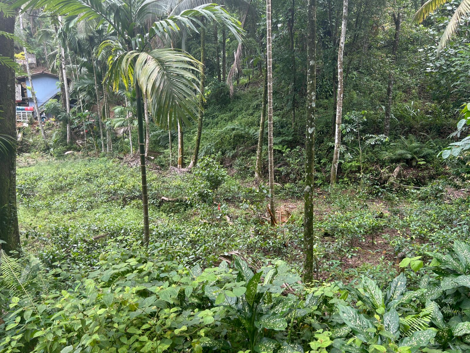 Land For Sale In Kalawana