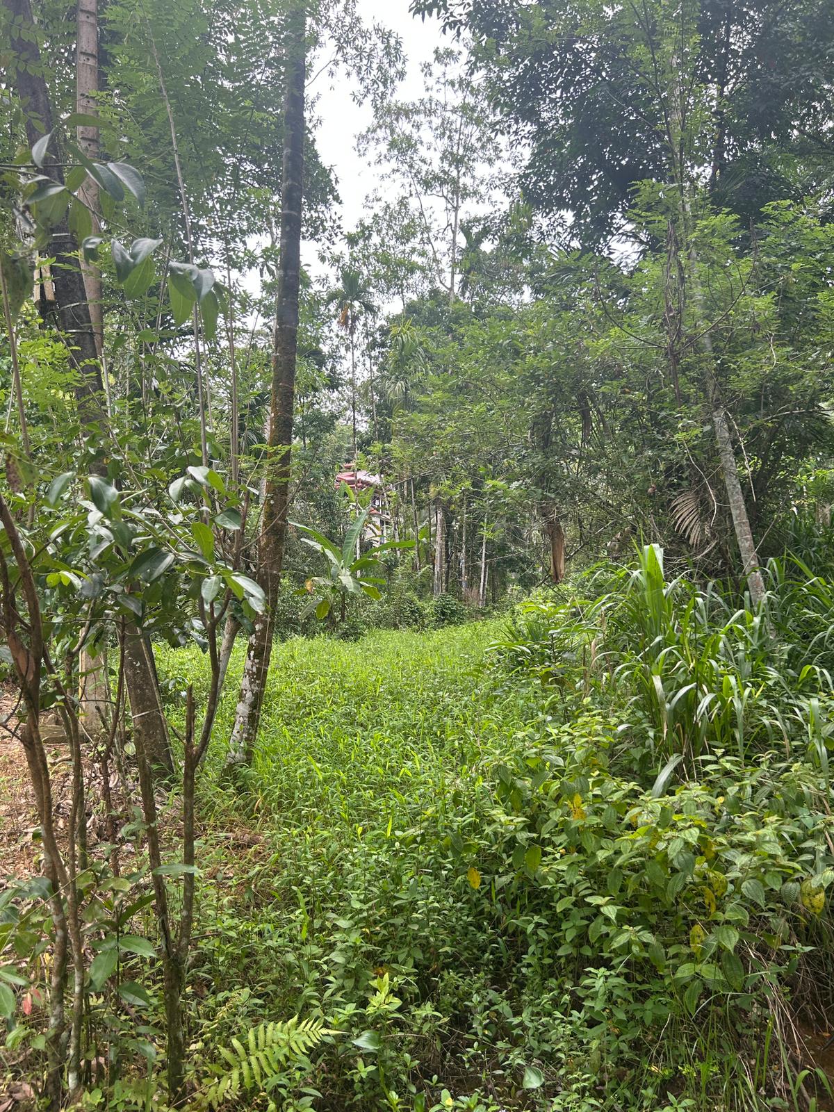 Land For Sale In Kalawana