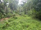 Land For Sale In Kalawana