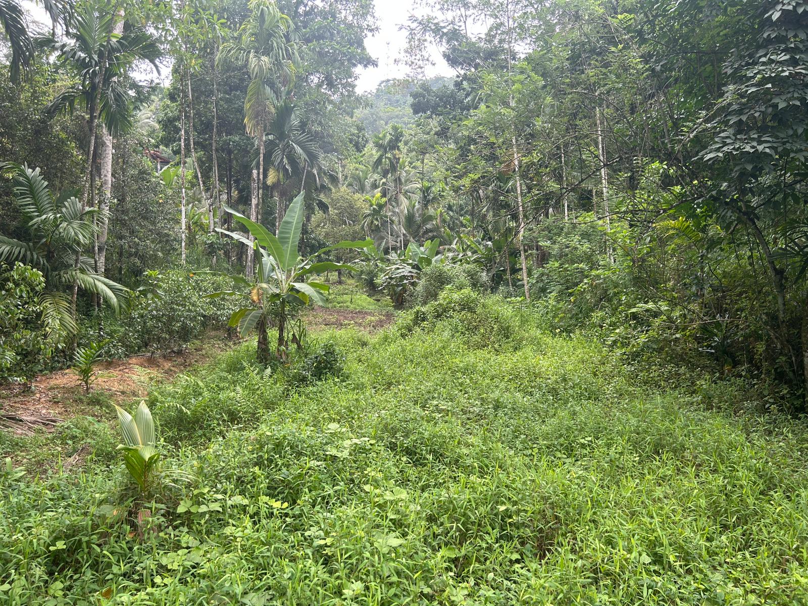 Land For Sale In Kalawana