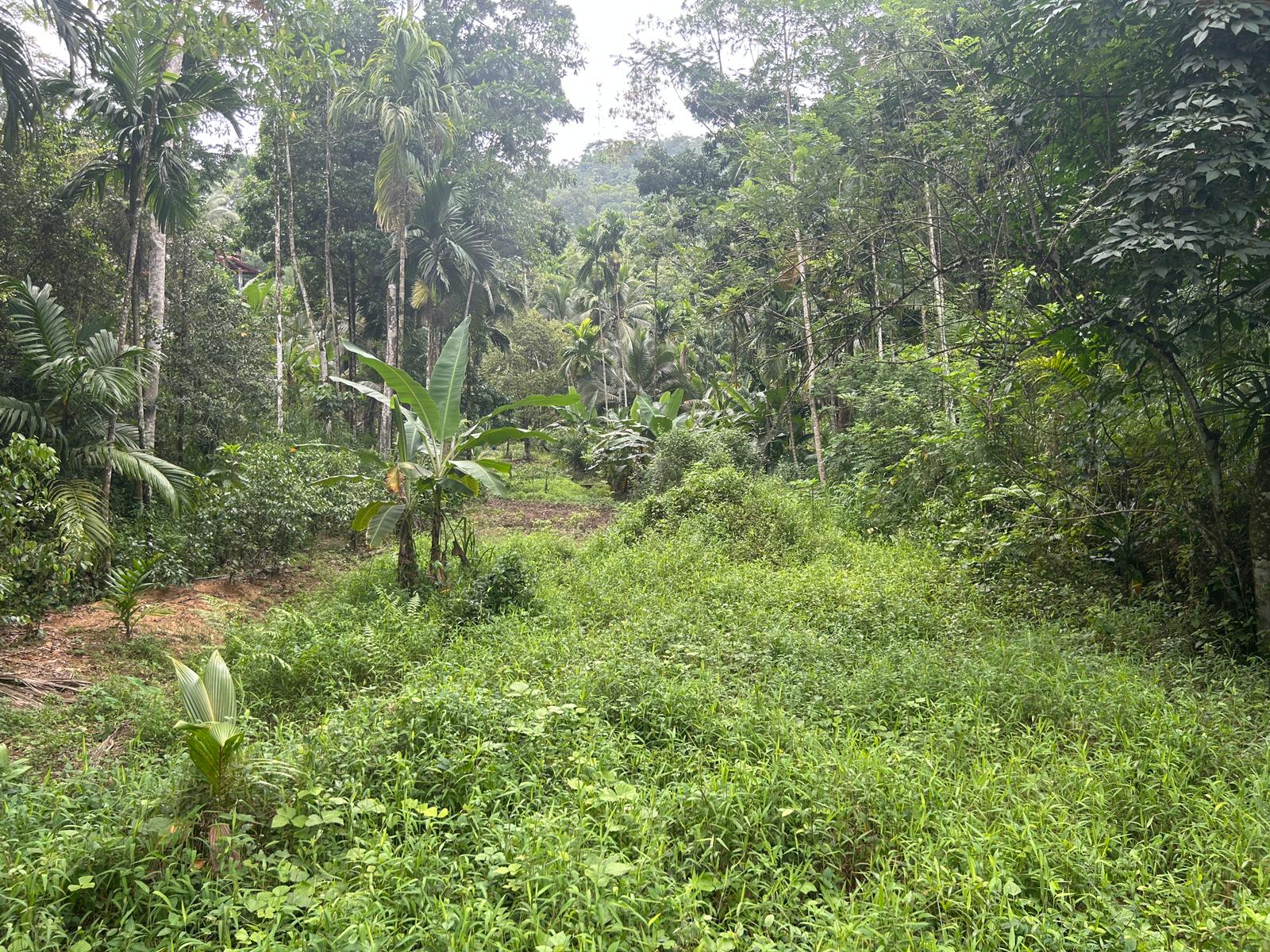 Land For Sale In Kalawana