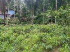 Land For Sale In Kalawana