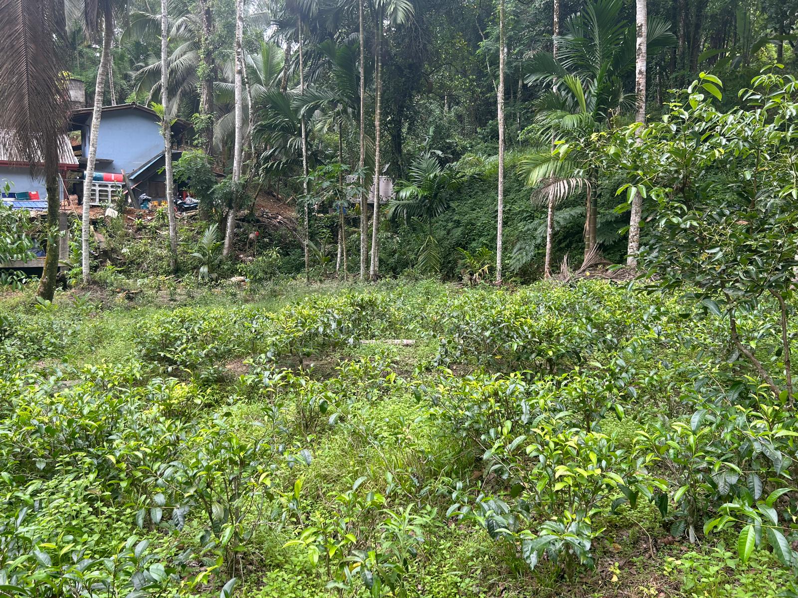 Land For Sale In Kalawana