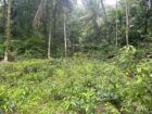 Land For Sale In Kalawana
