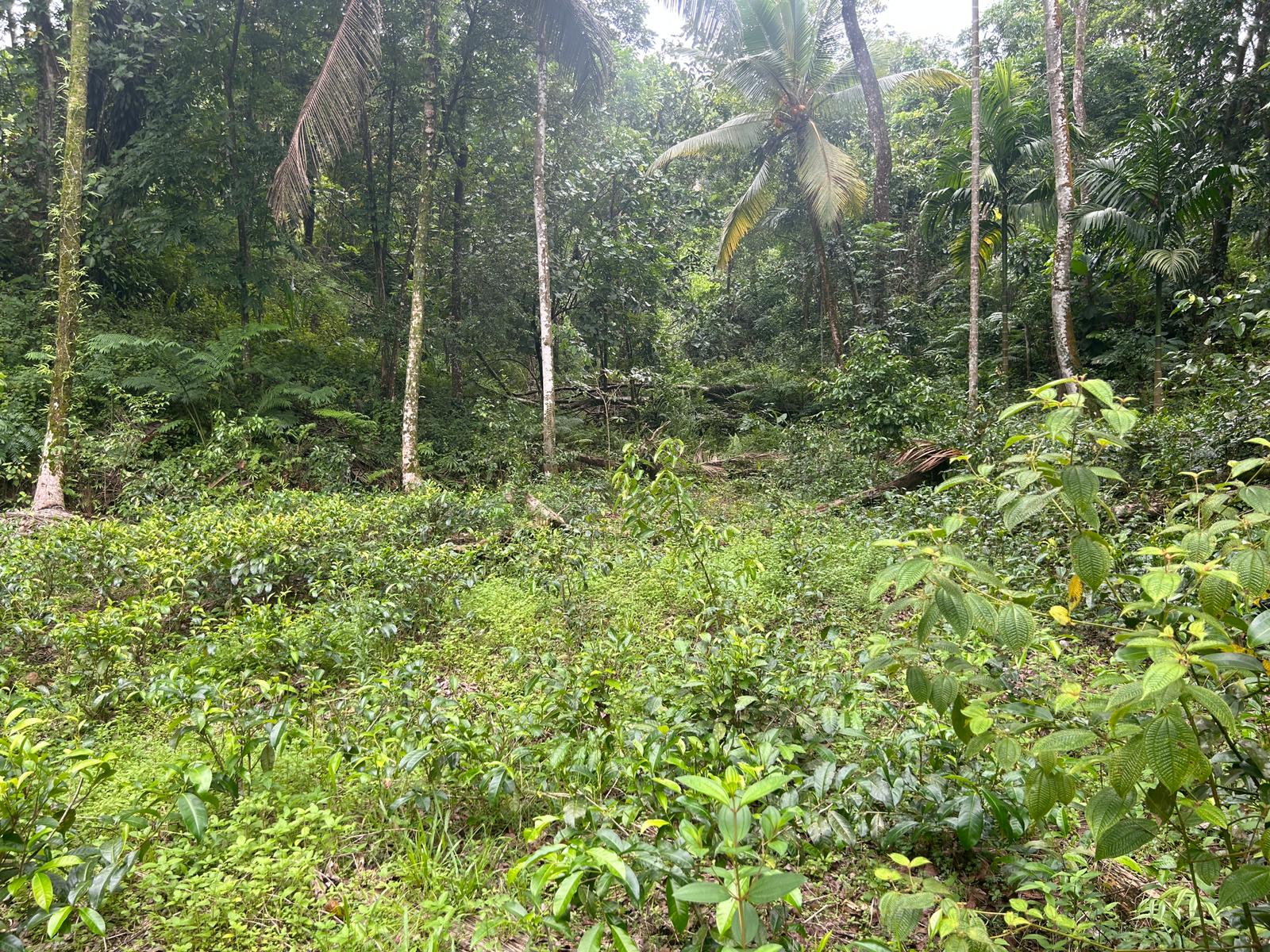 Land For Sale In Kalawana