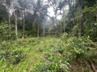 Land For Sale In Kalawana