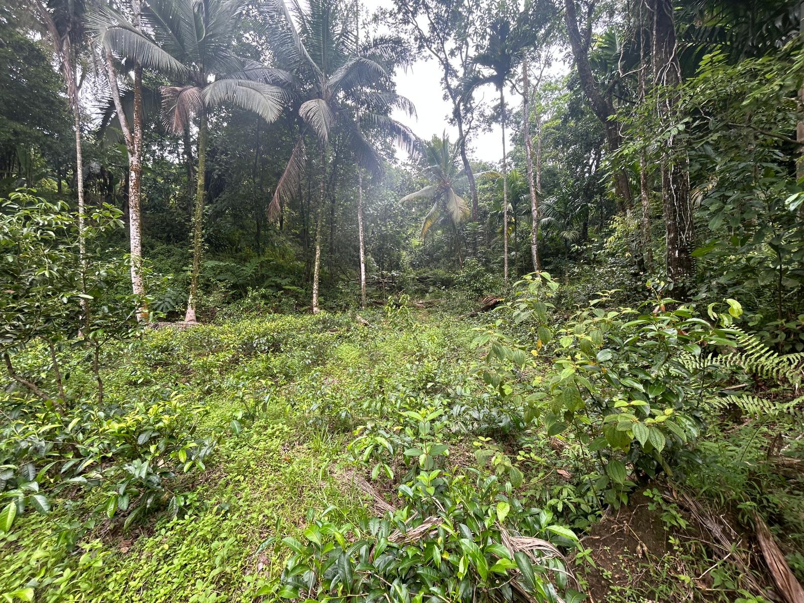 Land For Sale In Kalawana