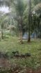 Land for Sale Gampaha