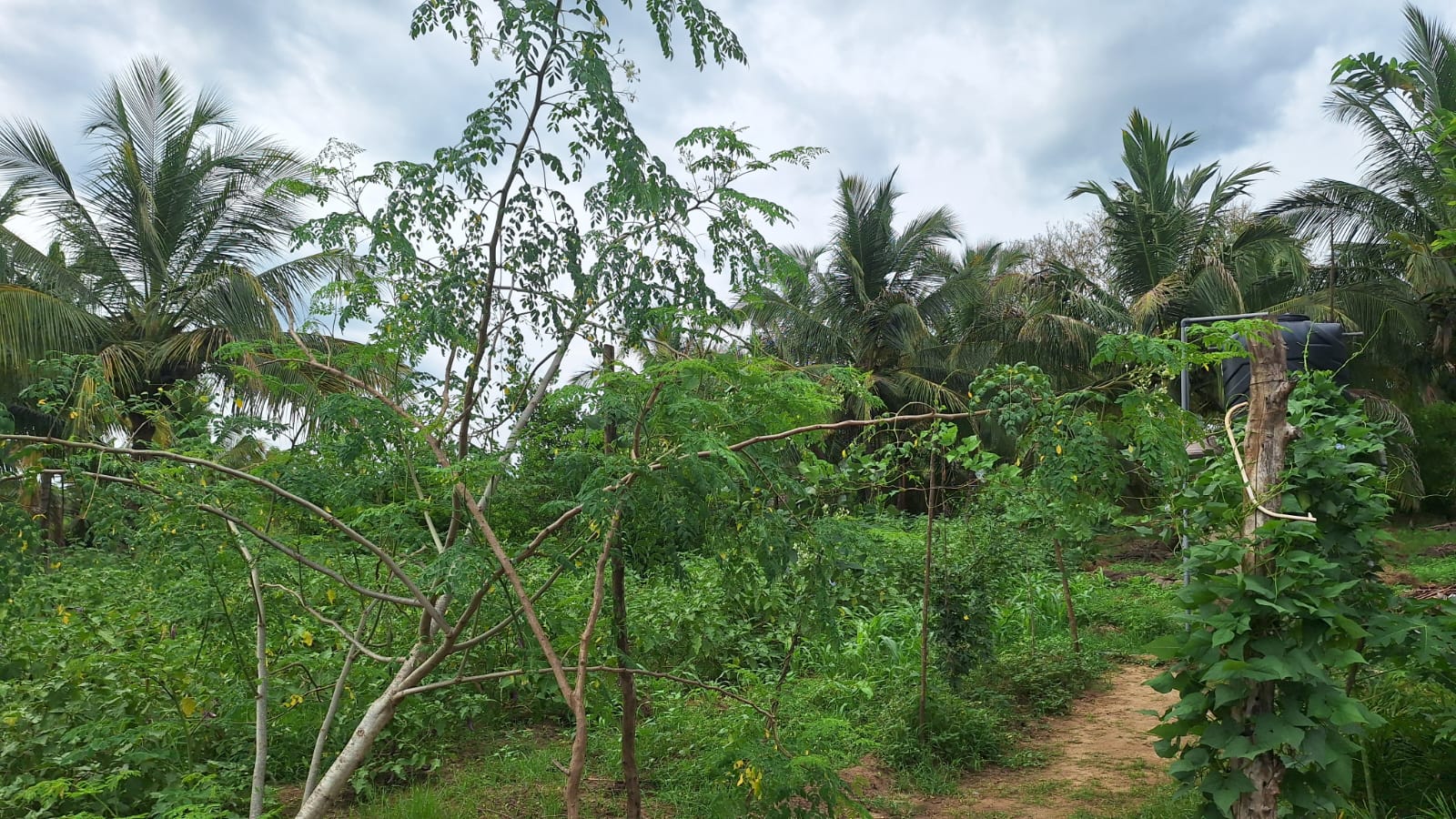 Land for Sale Wellawaya