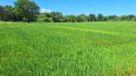 Land for Sale Wellawaya