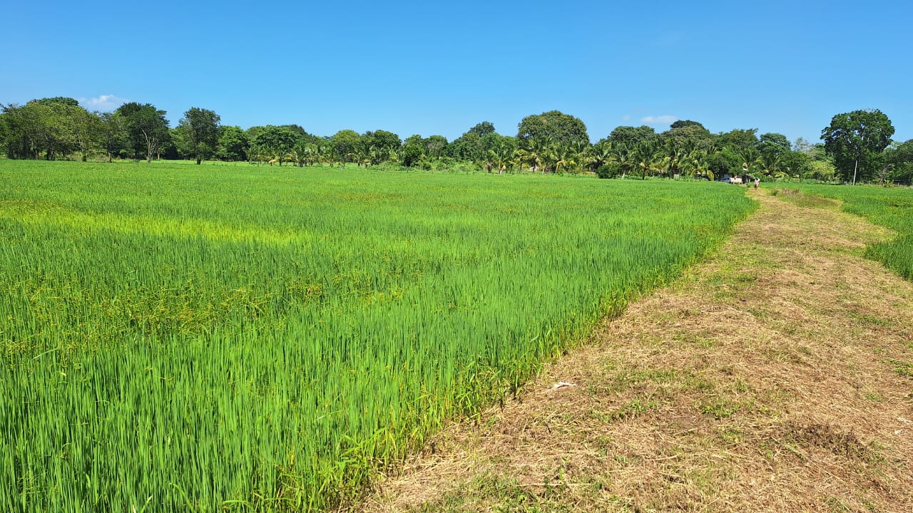 Land for Sale Wellawaya