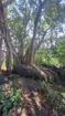 Land for Sale Wellawaya