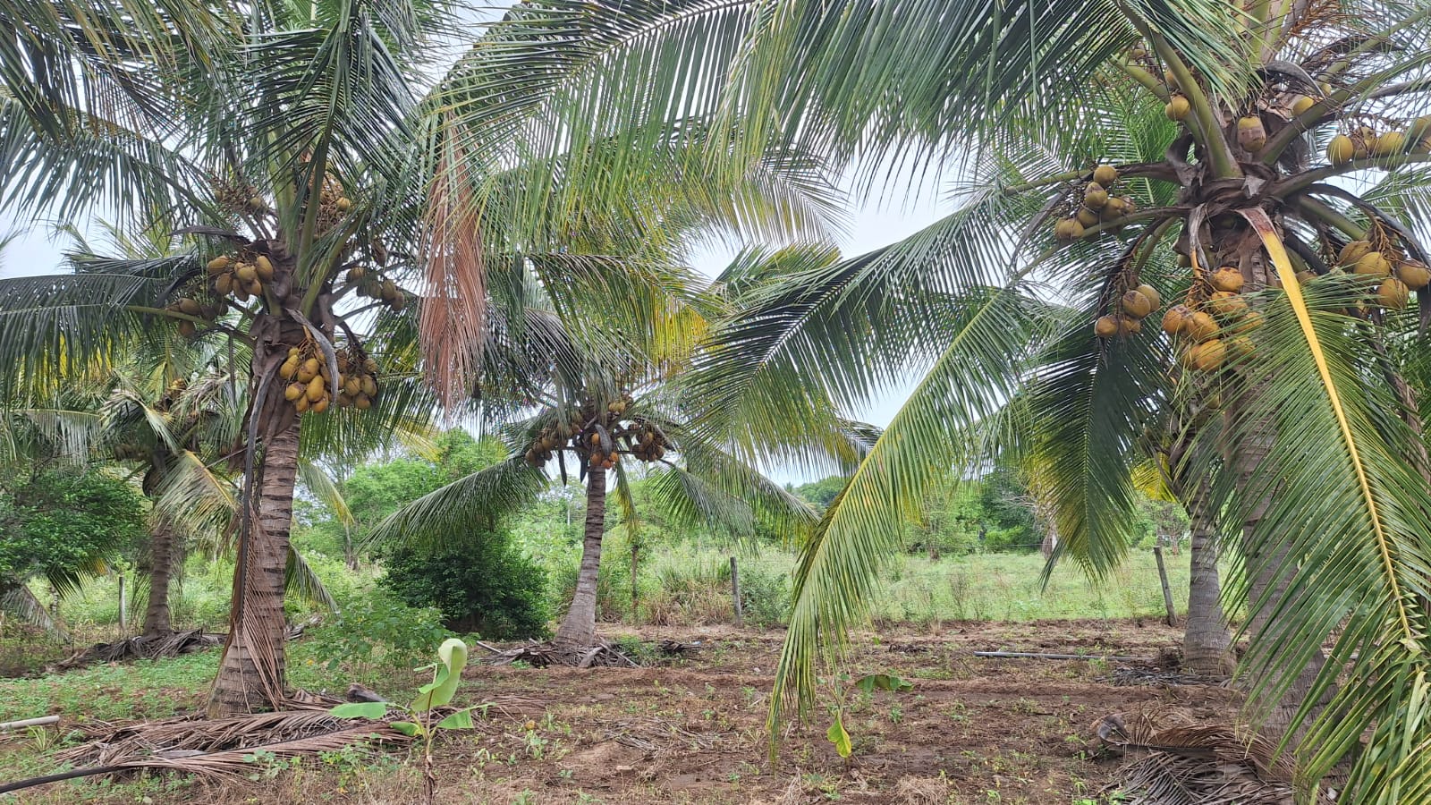 Land for Sale Wellawaya