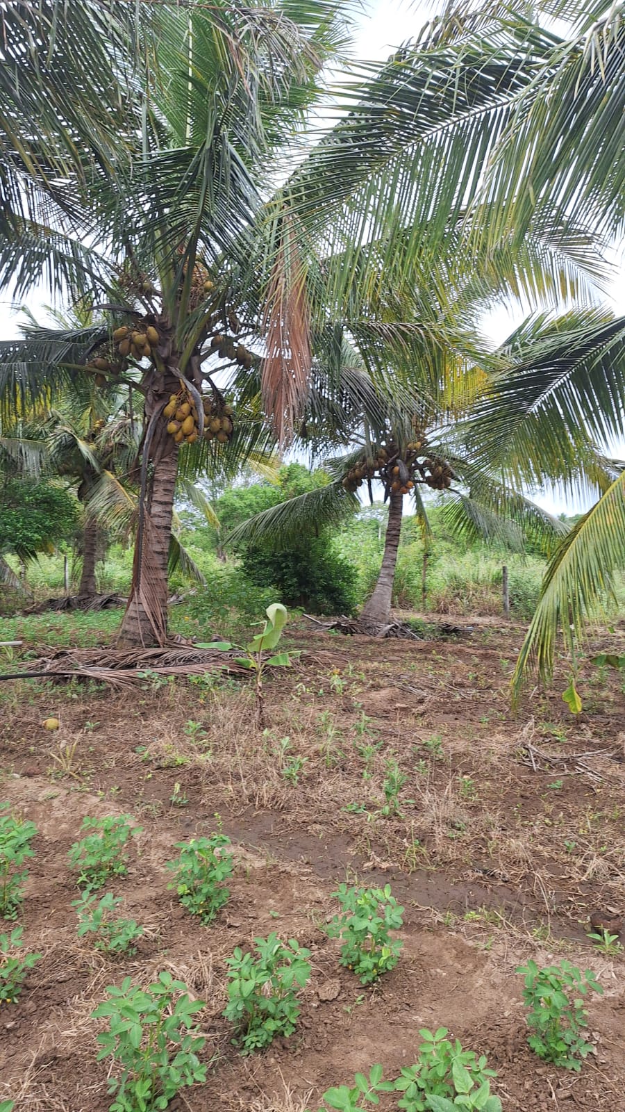 Land for Sale Wellawaya