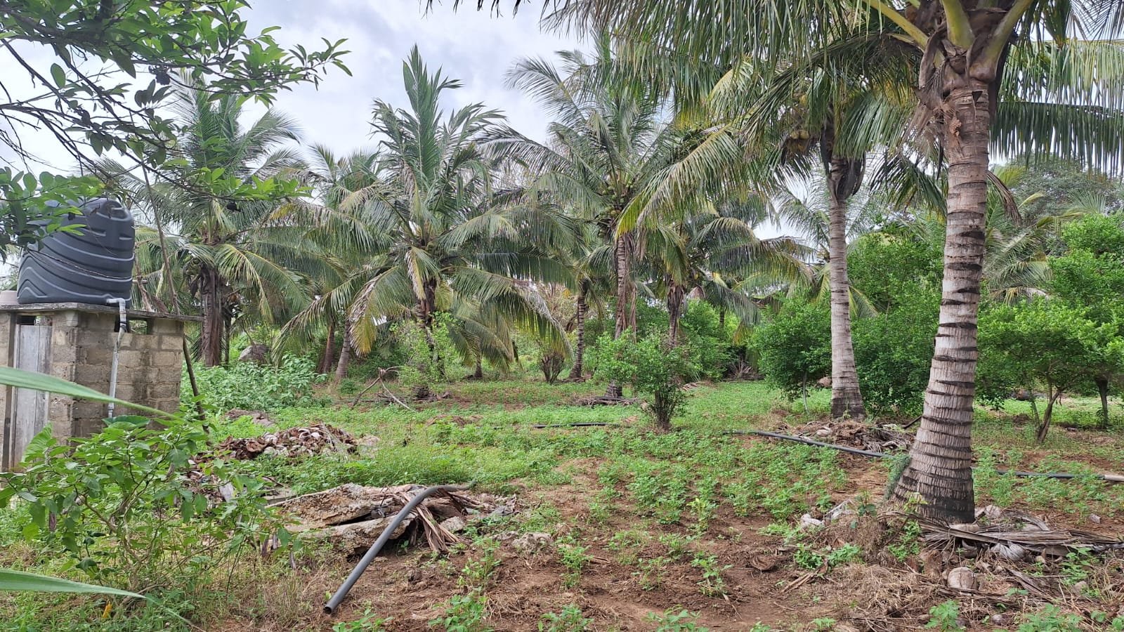 Land for Sale Wellawaya