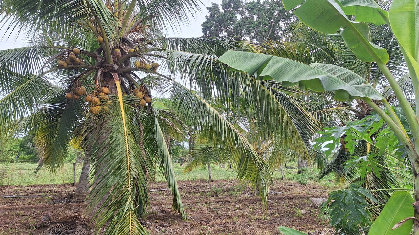 Land for Sale Wellawaya