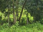 Land for Sale Pitipana