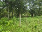 Land for Sale Pitipana