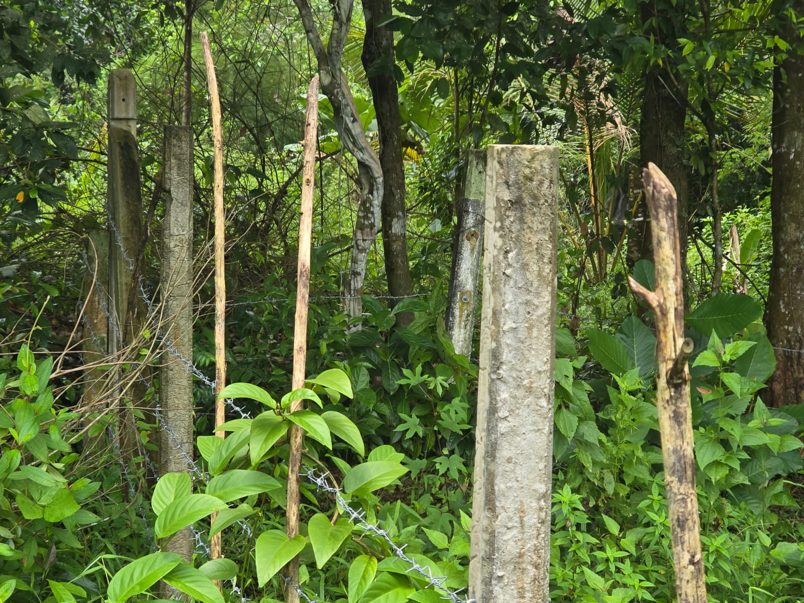 Land for Sale Pitipana