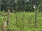 Land for Sale Pitipana