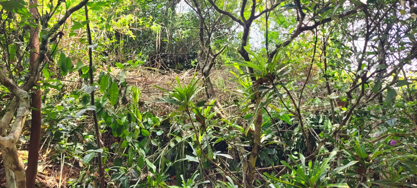 Diyatalawa මනරම් කදු වලල්ලකින් වටවු පර්චස් 185ක ඉඩම. (නිවස සමග)