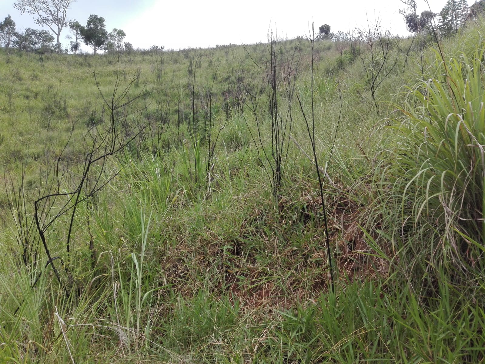 Land for Sale-Haputhale