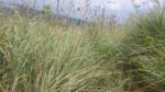 Land for Sale located in Karawaketiye Estate , Galwala Road, Balangoda
