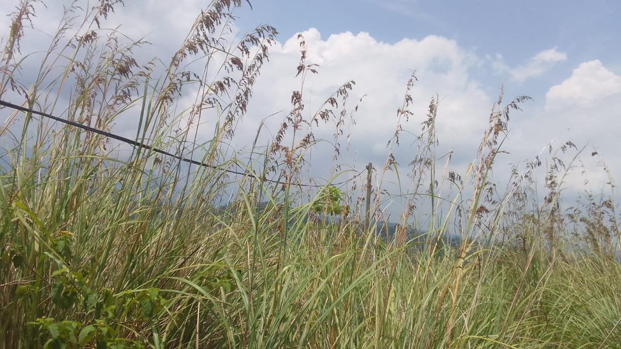 Land for Sale located in Karawaketiye Estate , Galwala Road, Balangoda