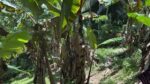 Land for Sale – Mawanella