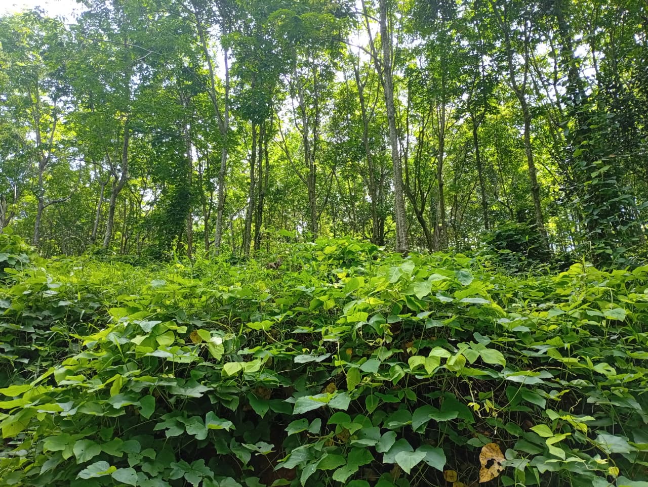 සරුසාර රබර් වත්ත විකිණීමට Nittambuwa
