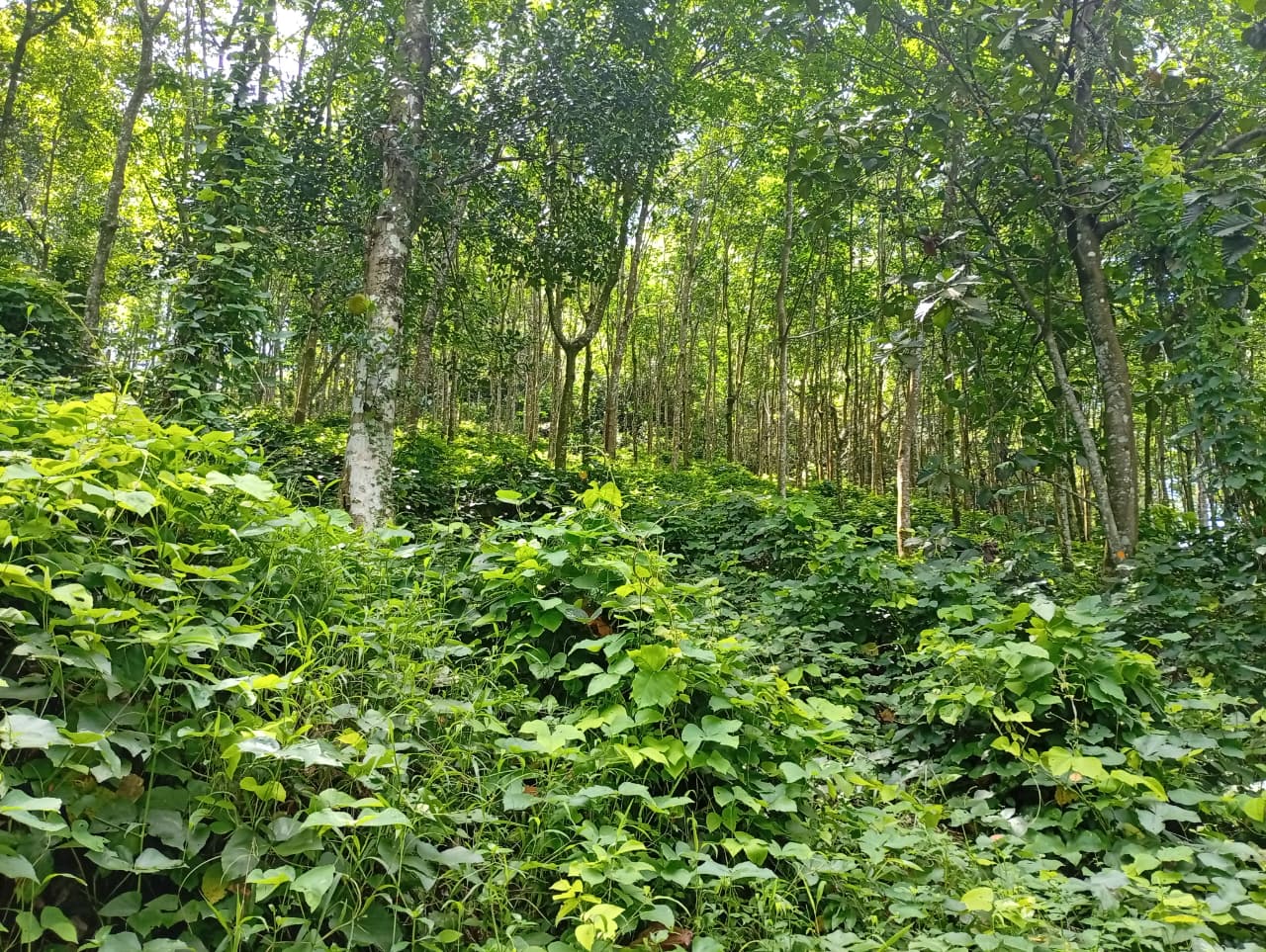 සරුසාර රබර් වත්ත විකිණීමට Nittambuwa