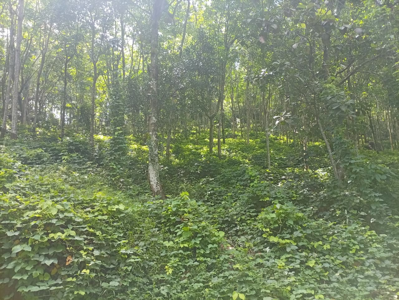 සරුසාර රබර් වත්ත විකිණීමට Nittambuwa