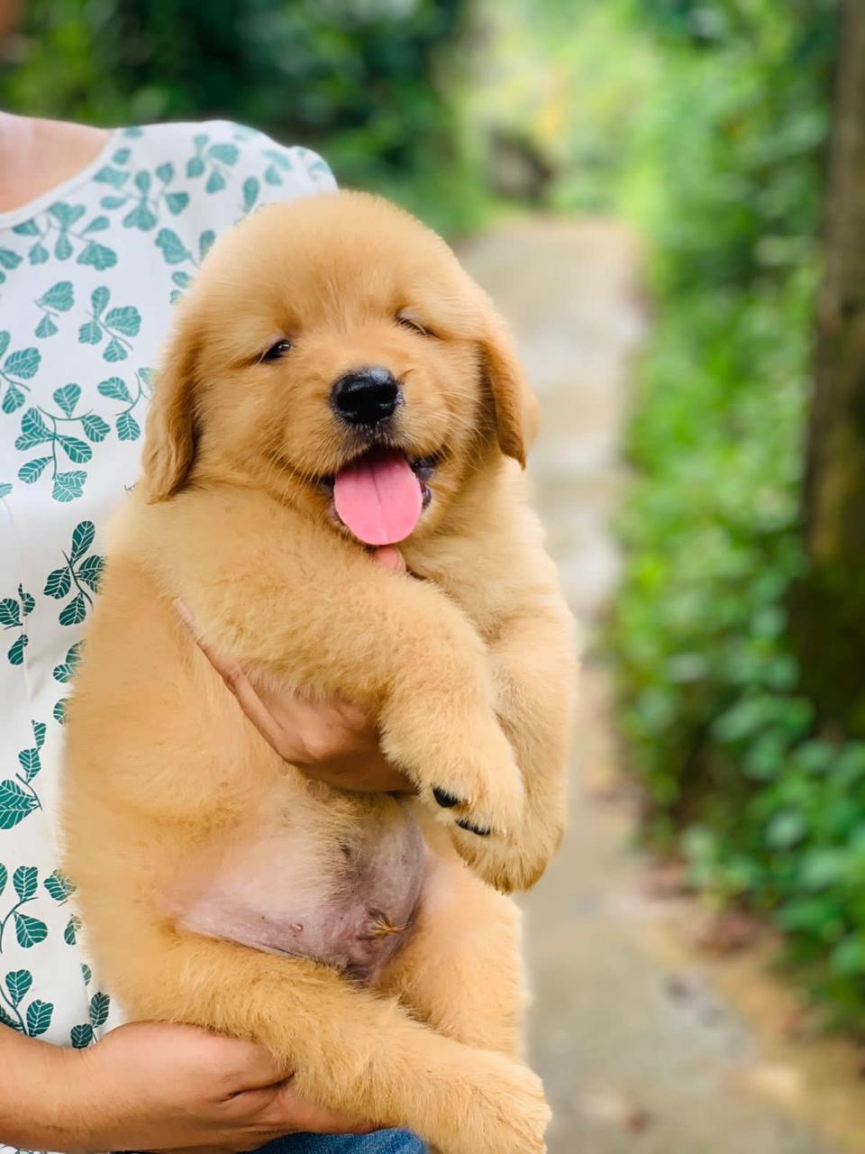 Golden Retriever Puppies