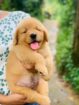 Golden Retriever Puppies