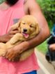 Golden Retriever Puppies