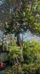 Land for Sale Near Madampa River Ambalangoda