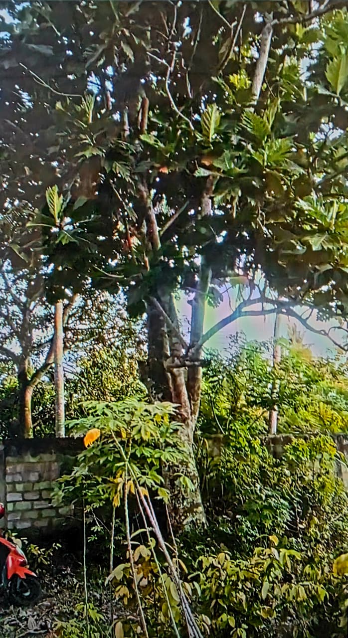 Land for Sale Near Madampa River Ambalangoda